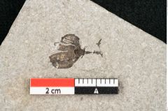 Foto (Detailansicht) von Plantae indet.  (NHMW-GEO-2024-0188-11443)